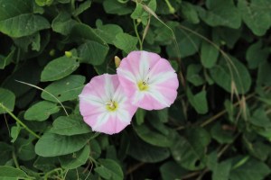 convolvulus arvensis (2) (600 x 400).jpg_product